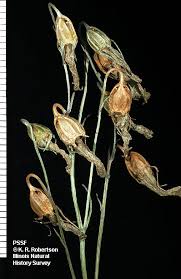 Attēlu rezultāti vaicājumam “Campanula patula fruit”