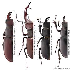 Attēlu rezultāti vaicājumam “Lucanidae”