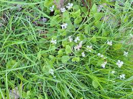 Attēlu rezultāti vaicājumam “Viola epipsila leaf”