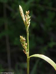 Attēlu rezultāti vaicājumam “Carex digitata leaf”