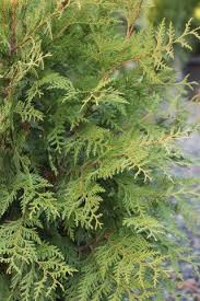 Attēlu rezultāti vaicājumam “Thuja plicata”