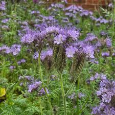 Attēlu rezultāti vaicājumam “Phacelia tanacetifolia”