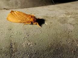 Attēlu rezultāti vaicājumam “Euproctis similis”