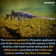 Image result for Polyodon spathula