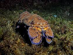 Image result for Scyllarides latus