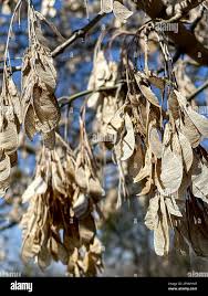Attēlu rezultāti vaicājumam “Acer negundo fruit”