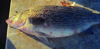 Image result for Morone chrysops