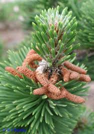 Attēlu rezultāti vaicājumam “Pinus”