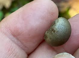 Attēlu rezultāti vaicājumam “Lycogala cf. fossiculatum young”