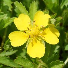 Attēlu rezultāti vaicājumam “Potentilla reptans flower”