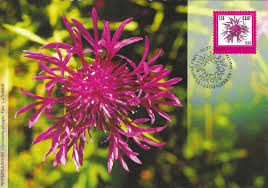 Attēlu rezultāti vaicājumam “Centaurea phrygia flower”