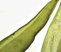 Attēlu rezultāti vaicājumam “Dicranum spurium”