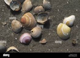 Attēlu rezultāti vaicājumam “Macoma baltica”