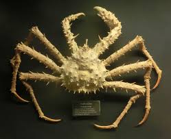 Image result for Lithodes maja
