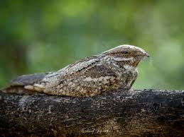 Attēlu rezultāti vaicājumam “Caprimulgus europaeus”