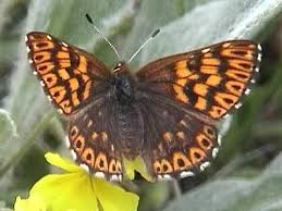 Attēlu rezultāti vaicājumam “Hamearis lucina upperside”