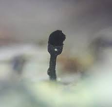 Attēlu rezultāti vaicājumam “Calicium adspersum”