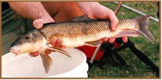 Image result for Catostomus commersonii