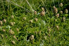 Attēlu rezultāti vaicājumam “Poterium sanguisorba”