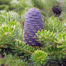 Attēlu rezultāti vaicājumam “Abies sibirica”