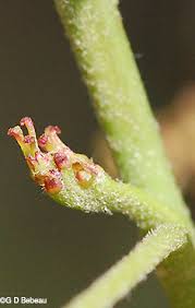 Attēlu rezultāti vaicājumam “Quercus robur female flower”