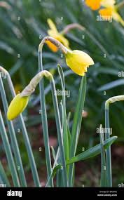 Attēlu rezultāti vaicājumam “Narcissus bud”