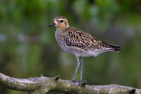 Attēlu rezultāti vaicājumam “Pluvialis apricaria adult”