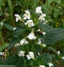 Attēlu rezultāti vaicājumam “Galeopsis tetrahit”