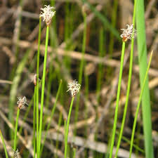 Attēlu rezultāti vaicājumam “Eleocharis palustris flower”