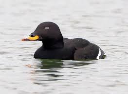 Attēlu rezultāti vaicājumam “Melanitta fusca”