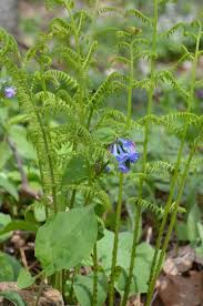 Attēlu rezultāti vaicājumam “Athyrium filix-femina”