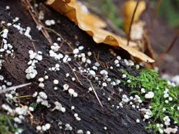 Attēlu rezultāti vaicājumam “Cudoniella acicularis”