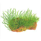 Attēlu rezultāti vaicājumam “Leptodictyum riparium sporophyte”