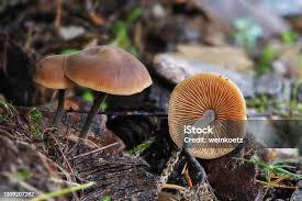 Attēlu rezultāti vaicājumam “Mycena zephirus”