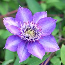 Image result for clematis multi blue