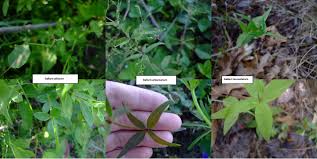 Attēlu rezultāti vaicājumam “Galium schultesii leaf”
