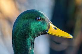 Attēlu rezultāti vaicājumam “Anas platyrhynchos male”