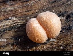 Attēlu rezultāti vaicājumam “Lycogala irregulare macro”