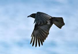 Attēlu rezultāti vaicājumam “Corvus cornix adult”