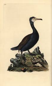 Image result for Phalacrocorax carbo
