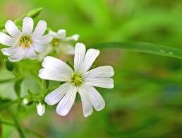 Attēlu rezultāti vaicājumam “Stellaria crassifolia”