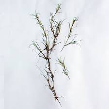 Attēlu rezultāti vaicājumam “Najadaceae”