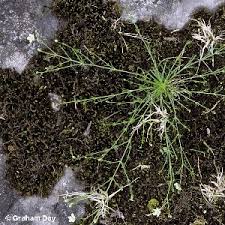 Attēlu rezultāti vaicājumam “Sagina nodosa”