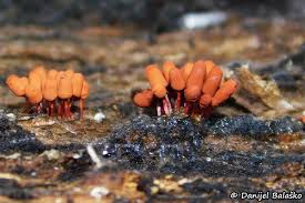 Attēlu rezultāti vaicājumam “Arcyria helvetica macro”