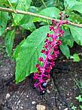 Attēlu rezultāti vaicājumam “Phytolacca acinosa”