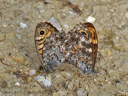 Attēlu rezultāti vaicājumam “Lasiommata megera”