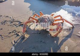 Image result for Maja brachydactyla