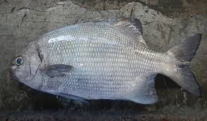 Image result for Kyphosus