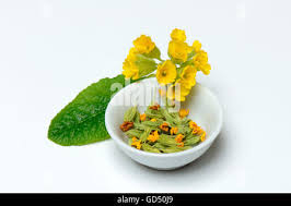 Attēlu rezultāti vaicājumam “Primula veris fruit”