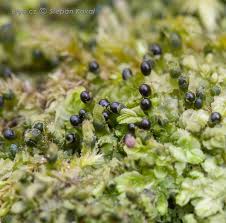 Attēlu rezultāti vaicājumam “Chiloscyphus polyanthos sporophyte”